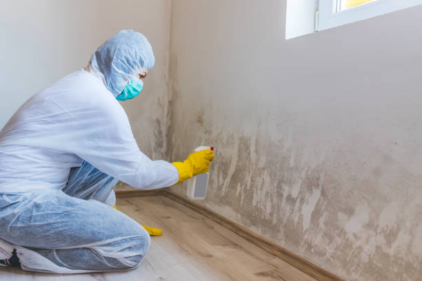 Licensed Basement Mold Remediation service in Williamsburg, VA - WQB Mold Removal