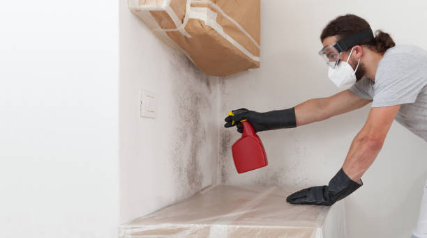Professional Basement Mold Remediation technician working in Williamsburg, VA