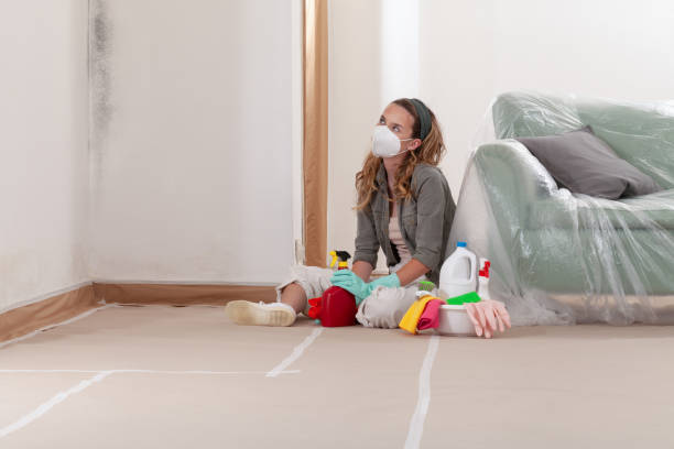 Reliable Basement Mold Remediation contractor in Williamsburg, VA by WQB Mold Removal
