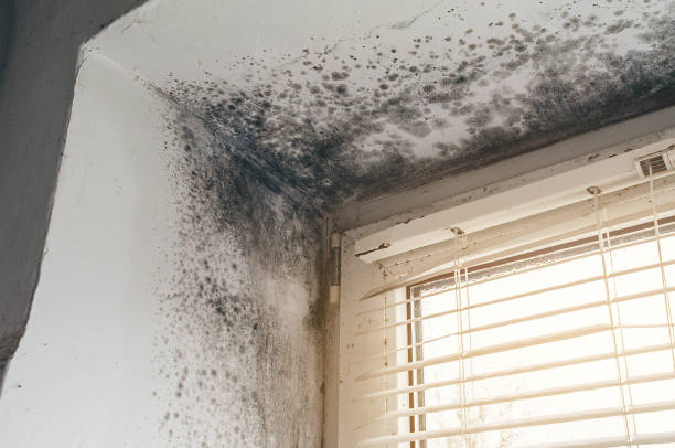 Affordable Basement Mold Remediation solutions in Williamsburg, VA