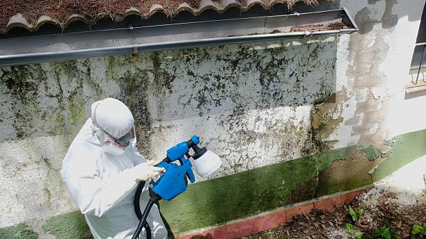 Top rated local Basement Mold Remediation specialists in Williamsburg, VA